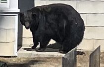 Η... πεινασμένη αρκούδα
