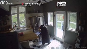 Der Bär in der Küche