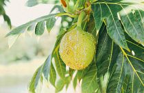 Breadfruit trees were introduced to the islands around 1,000 years ago. 