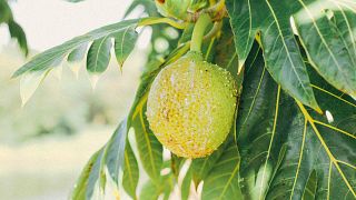 Breadfruit trees were introduced to the islands around 1,000 years ago. 