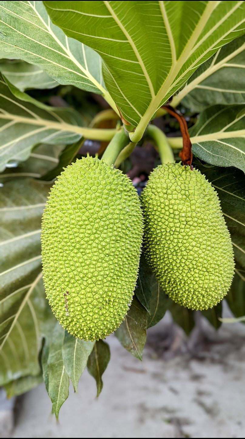 Breadfruit, or ulu, trees were introduced to the Hawaiian islands by Polynesian voyagers around 1,000 years ago.