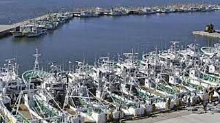 Testes a peixe na província de Fukushima 