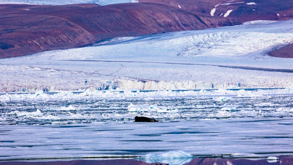 Тюлен лежи върху леда счупващ се от ледената покривка на