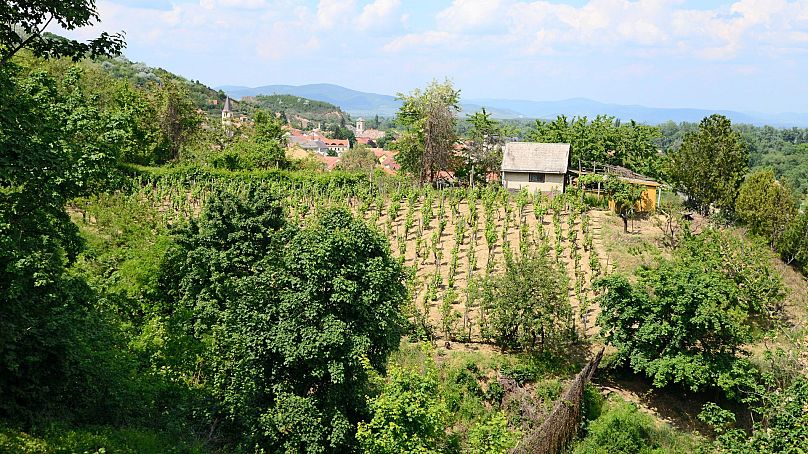 Tokaj in Hungary is one of the world's oldest wine regions.