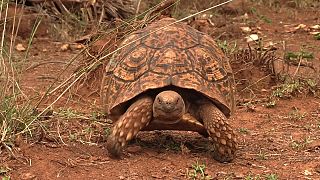 Kenya : une ferme sauve les tortues sillonées de la vallée du Rift