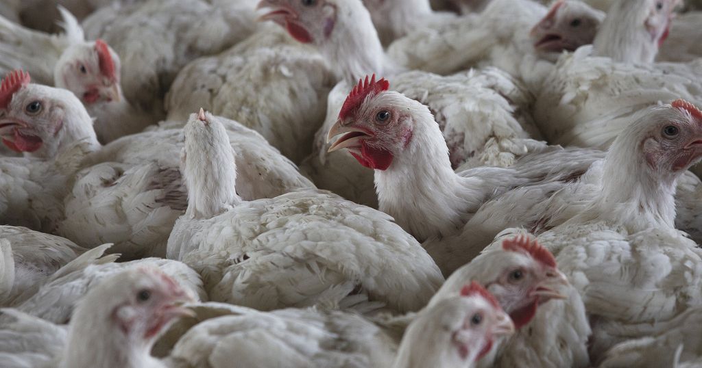 Mozambique burns 45,000 hens as bird flu spreads from South Africa