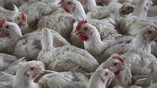 Mozambique burns 45,000 hens as bird flu spreads from South Africa