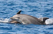 The water company has been discharging sewage into a protected area near bottlenose dolphin habitat.