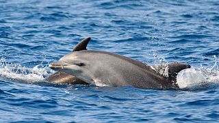 The water company has been discharging sewage into a protected area near bottlenose dolphin habitat.