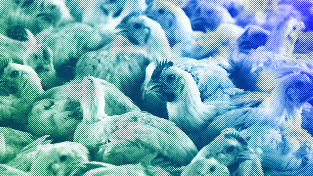 Европа трябва да изгради своя арсенал за здраве на животните, докато се подготвя за повече птичи грип