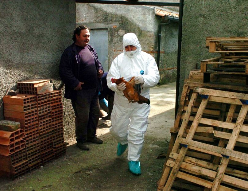 An Italian local health unit veterinarian holds a live chicken prior to taking blood samples from the chicken, in Barcellona Pozzo di Gotto, near Messina, February 2006