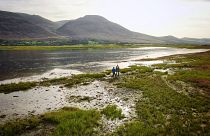 Zonas húmidas costeiras são muito eficazes na captura de carbono