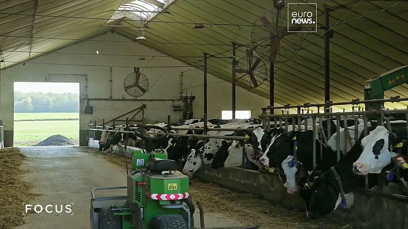 Podlasie es la mayor productora de leche en Polonia