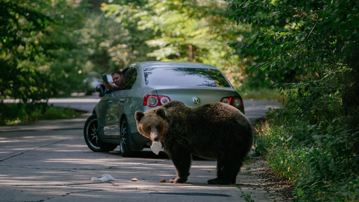 Transilvanya'daki ayılar tüm dünyadan turistleri çekiyor