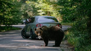 Transilvanya'daki ayılar tüm dünyadan turistleri çekiyor