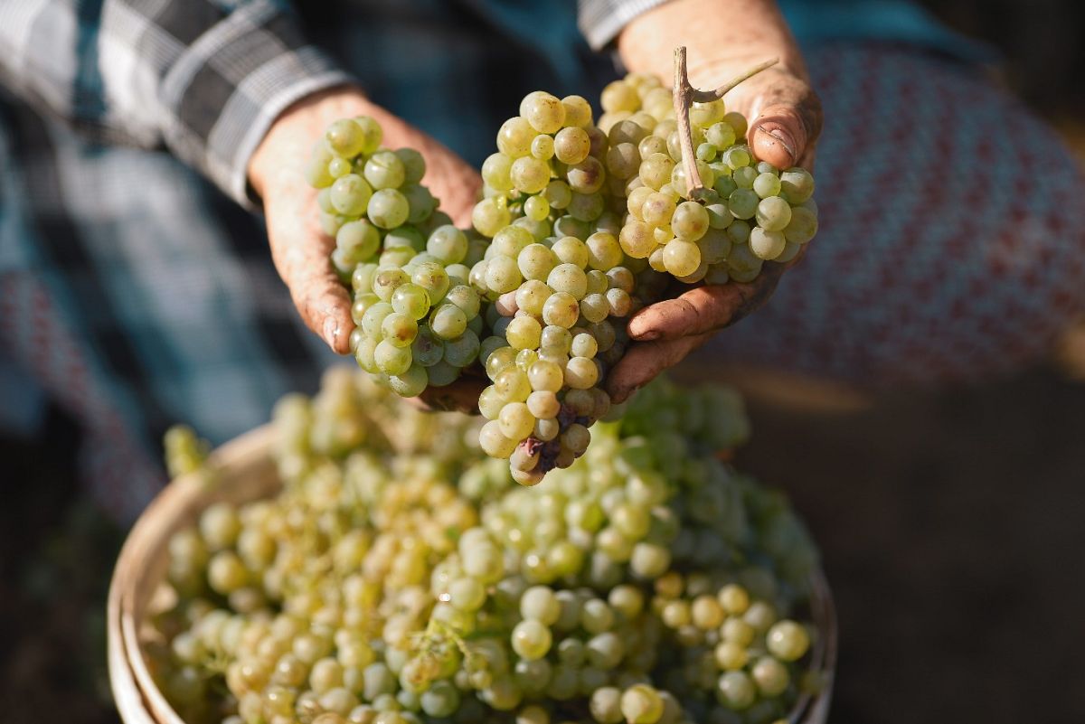 In celebration of the Moldovan winemaking tradition Euronews