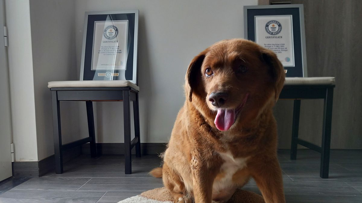 Bobi, ein reinrassiger portugiesischer Hund der Rasse Rafeiro do Alentejo, posiert für ein Foto mit seinen Guinness-Weltrekordurkunden.