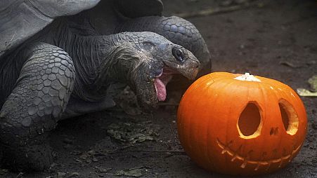 The gourds were scented with cinnamon and nutmeg to make them into a tasty treat.