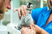 A new emperor penguin chick is checked by SeaWorld employees in San Diego, California, US.