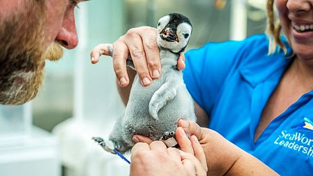 A new emperor penguin chick is checked by SeaWorld employees in San Diego, California, US.