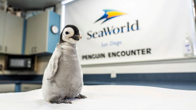 A new emperor penguin chick stands on a surface at SeaWorld in San Diego.