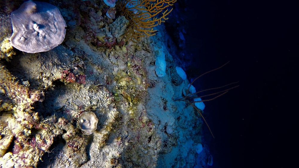 Учените са открили доказателства за избелване на коралови рифове което