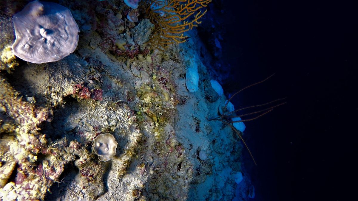 Gli scienziati hanno scoperto prove dello sbiancamento della barriera corallina, che si verifica a profondità superiori a 90 metri, sotto la superficie dell'Oceano Indiano.