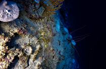 Scientists have discovered evidence of coral reef bleaching, occurring at depths exceeding 90 metres below the surface of the Indian Ocean.