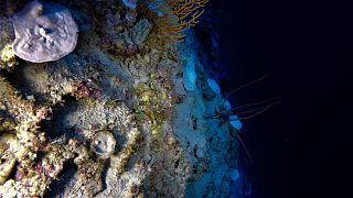 Los científicos han descubierto pruebas del blanqueamiento de los arrecifes de coral, que se produce a profundidades superiores a 90 metros bajo la superficie del Océano Índico.