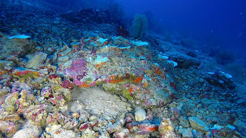 Deep-sea corals across the planet may be experiencing similar unnoticed bleaching events.