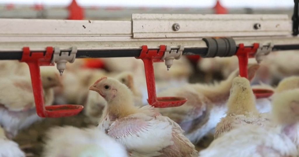 South Africa scrambles to stop outbreak of avian flu