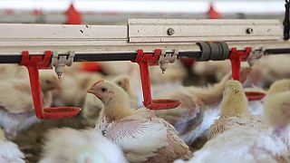 L’Afrique du Sud lutte contre une épidémie de grippe aviaire