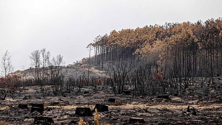 The surroundings of the Lagune beach in La Teste de Buch, Gironde, France, on 25 July 2022