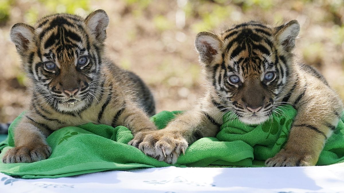Szumátrai tigrisek Oklahoma City állatkertjében