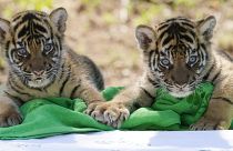 Szumátrai tigrisek Oklahoma City állatkertjében
