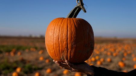 Farmer Alan Mazzotti holds one of his pumpkins on 26 October 2023, in Hudson, Colorado. 