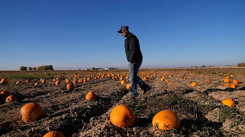 Alan Mazzotti walks through one of his pumpkin fields on 26 October 2023, in Hudson, Colorado.