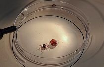 Hyalomma marginatum ticks in France being tested for Crimean-Congo haemorrhagic fever.