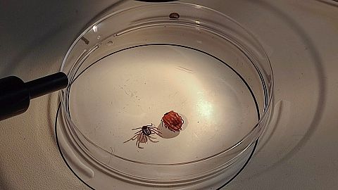 Hyalomma marginatum ticks in France being tested for Crimean-Congo haemorrhagic fever.