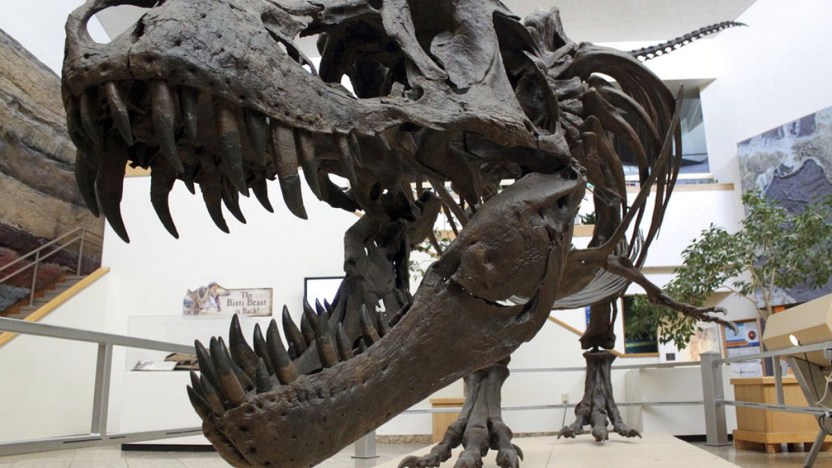 Meksika Doğa Tarihi ve Bilim Müzesi ana salonunda sergilen bir dinozor kalıntısı (arşiv)