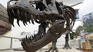 Meksika Doğa Tarihi ve Bilim Müzesi ana salonunda sergilen bir dinozor kalıntısı (arşiv)