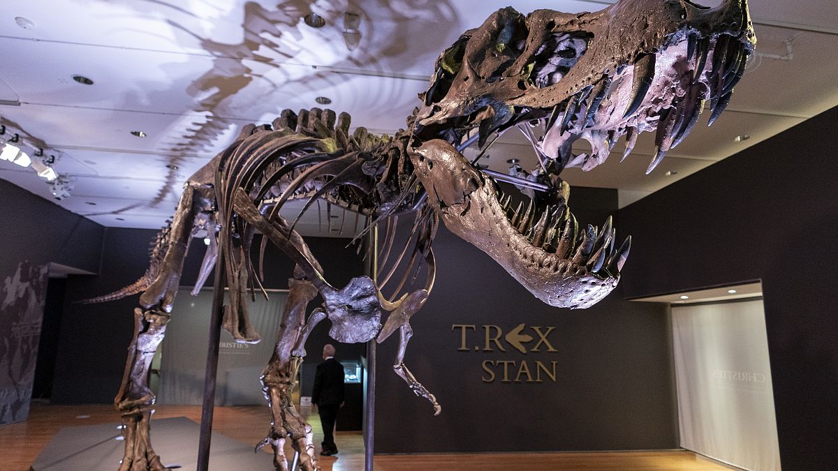 أحد أكبر حفريات الديناصور ريكس المكتشفة 