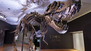 أحد أكبر حفريات الديناصور ريكس المكتشفة 