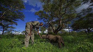 Black rhinos thrive in Kenyan sanctuary 