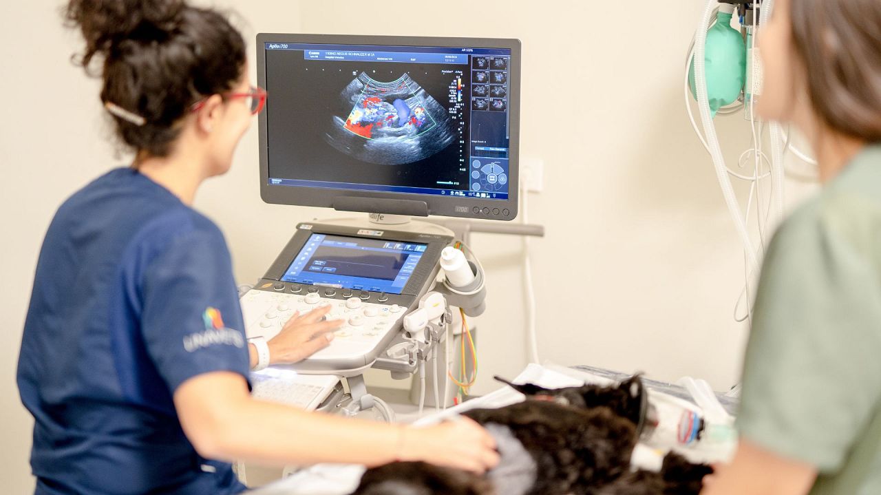Veterinary healthcare includes neurosurgery, oncology, cardiology, dermatology, orthopaedics and internal medicine.