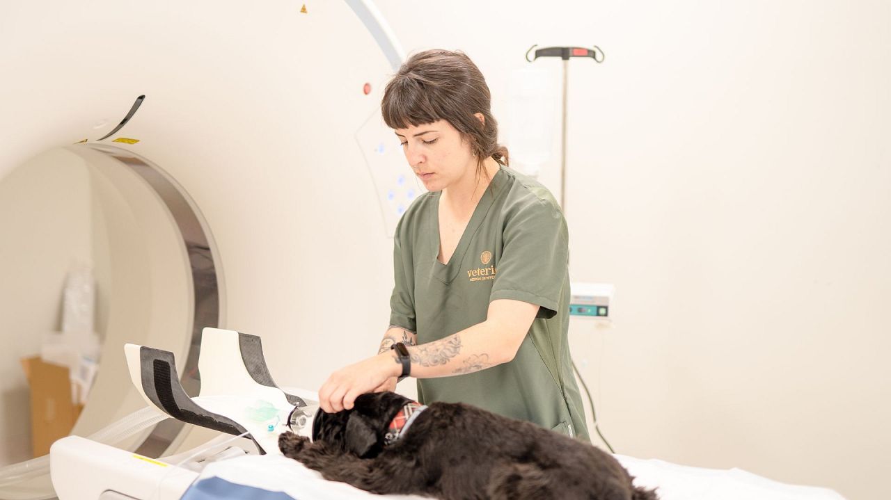 Veterinary healthcare provided to a dog.