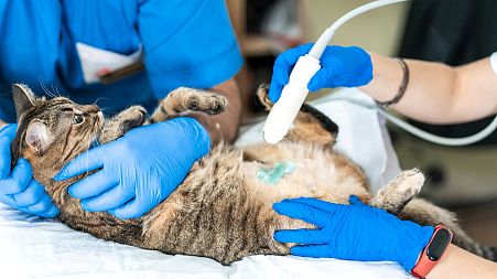 Veterinarians carry out an ultrasound examination of a domestic cat