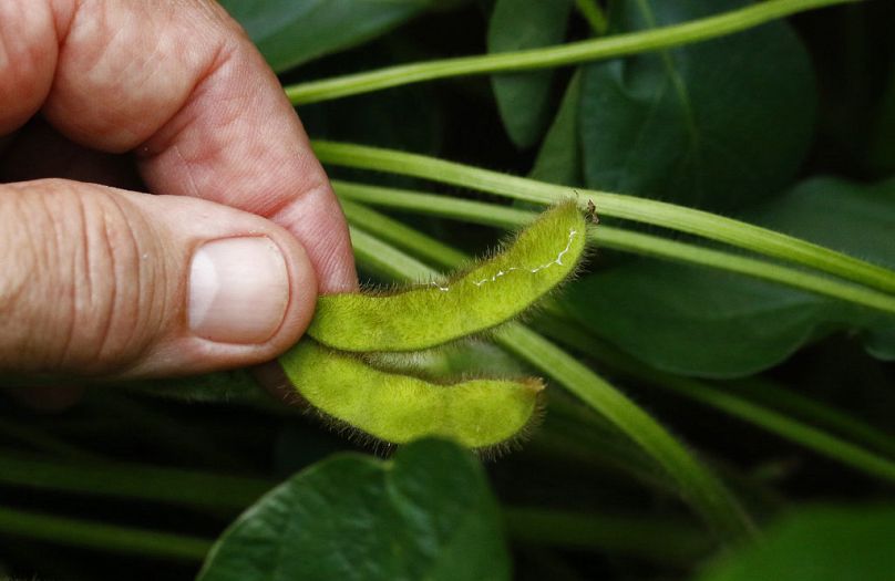 A seedpod in a young soybean plant in Bolton, July 2018