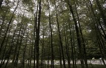 غابة في مولوز، فرنسا