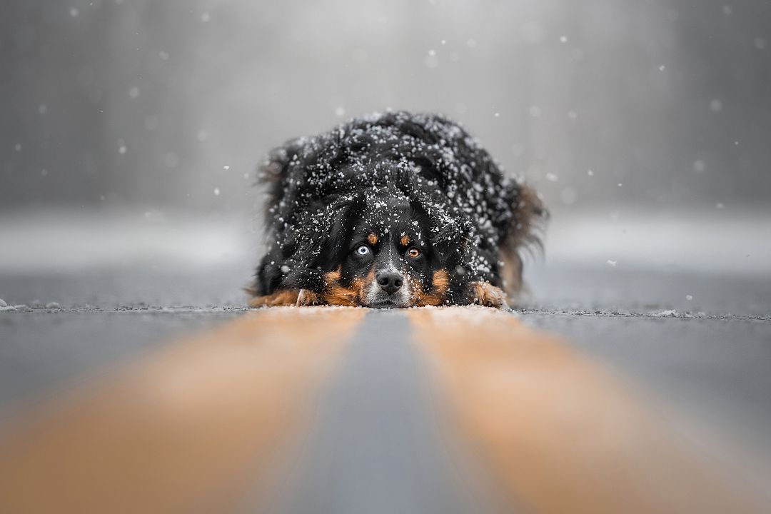 Serene Snowfall de Grace Fieselman Créditos: Grace Fieselman / Dog Photography Awards perros fotografía canina